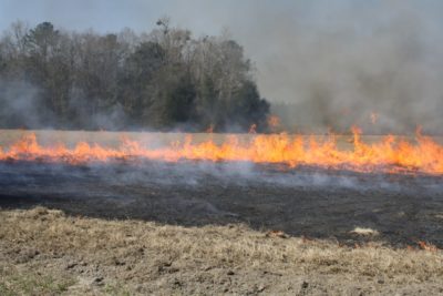 controlled burn